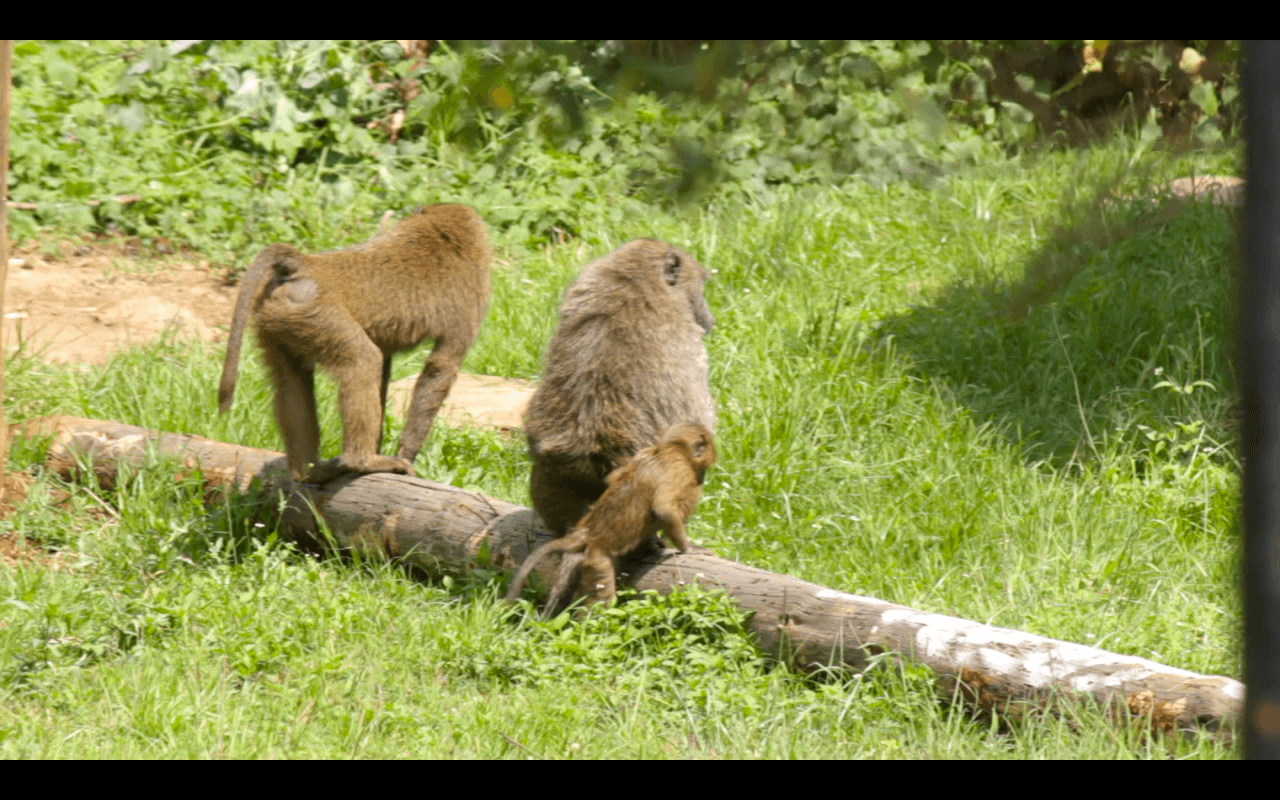 Kenya Vlog 07 - Baboons In Our Backyard