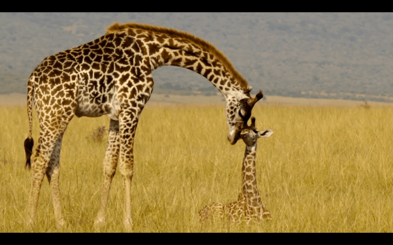 Kenya Vlog 09 & 10 - Safari | Leopards, Rhinos, and Warriors